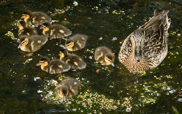 What to feed the duckling? Helpful Tips