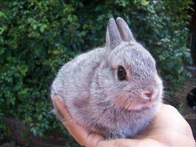 life expectancy of dwarf rabbits 