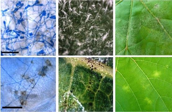 Chlorosis of leaves: description, photo, methods of struggle