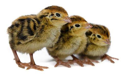 How to distinguish between male quail and females: reliable methods