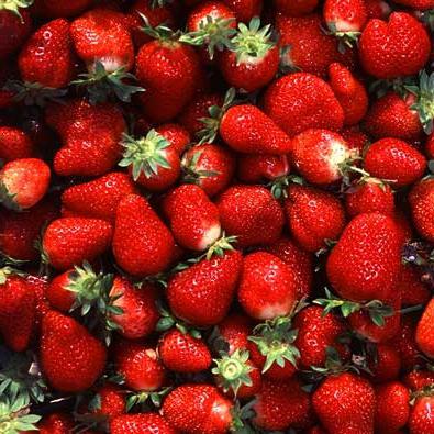 planting strawberries in autumn fertilizer