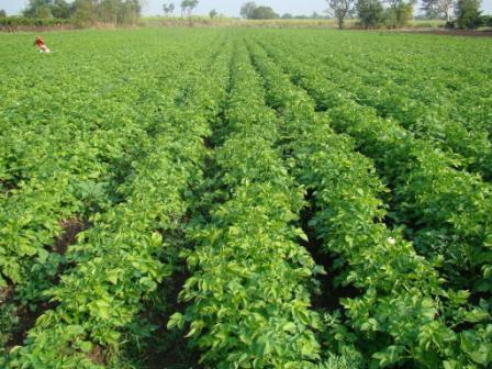 potatoes care and cultivation