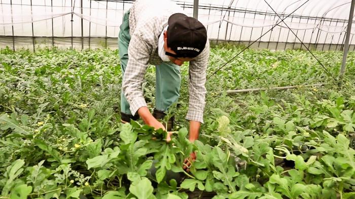 who grows watermelons the name of the profession 