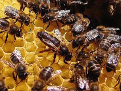 The queen bee: role in the family