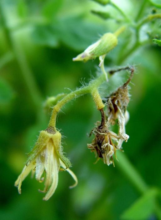 why fall off the flowers of tomatoes