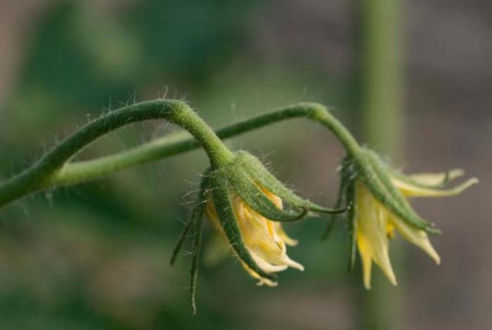 why do tomatoes fall flowers