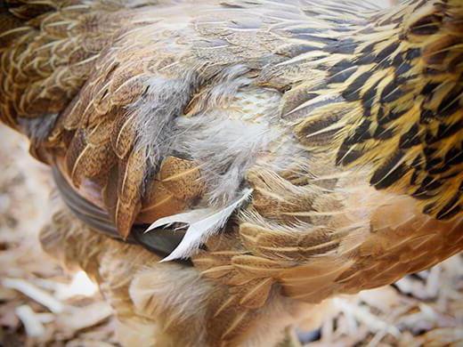 Why fall feathers in laying hens?