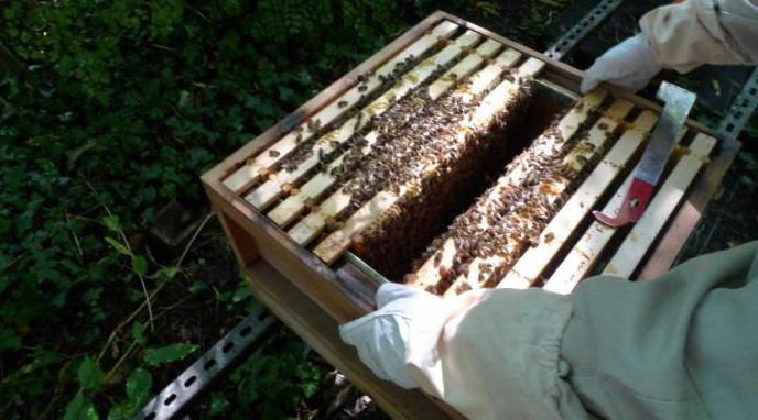 top-dressing bees for winter with sugar syrup 