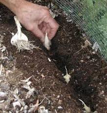 Let's try to find out when to plant garlic for the winter