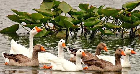 The geese of Linda geese are distinguished by their precocity