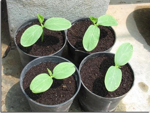 Planting cucumber seedlings