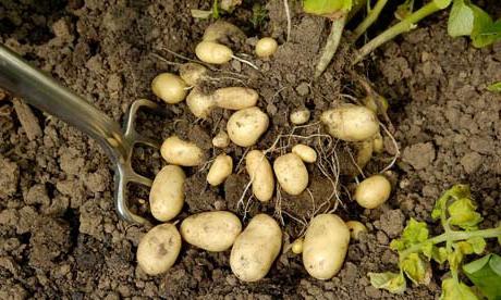 Proper feeding of potatoes