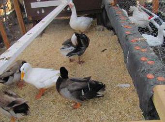 maintenance of geese in winter in the greenhouse reviews