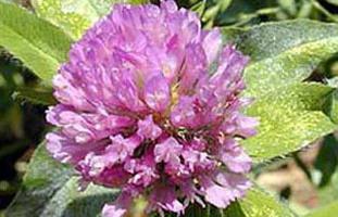 siderates for potatoes in autumn 