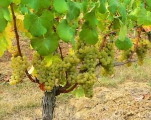 Grapes care in spring and summer: basic recommendations