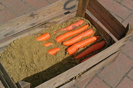 We learn when digging carrots