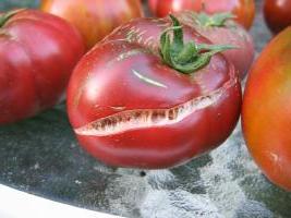 Tomatoes are cracked in the greenhouse