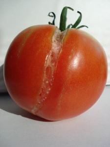 We learn why the tomatoes are cracked in the greenhouse