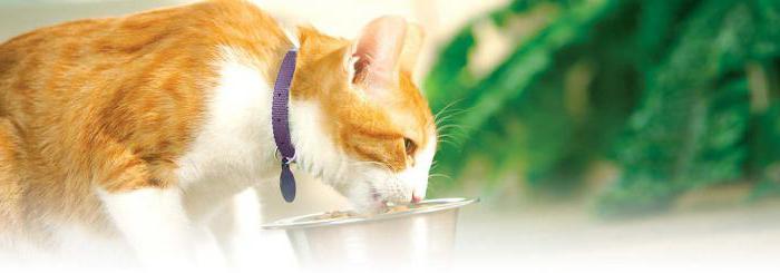 allergy to feed in cats symptoms treatment