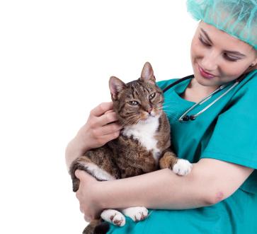 Allergies in cats. general information