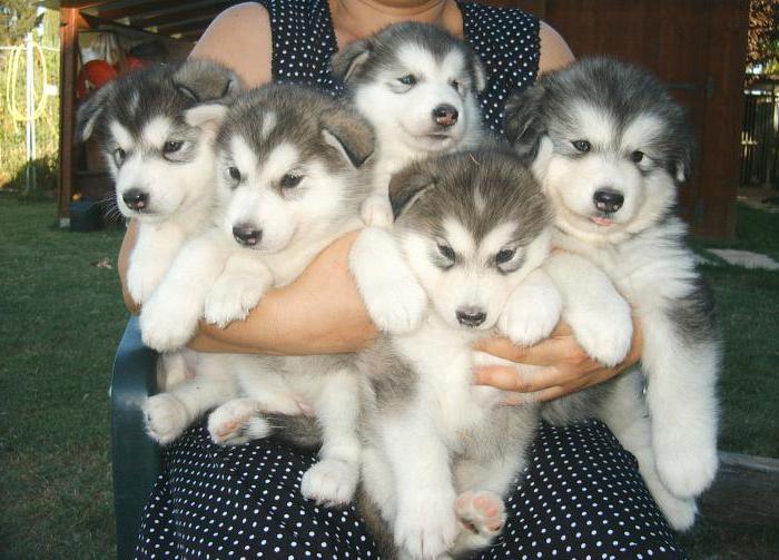 Siberian Husky and Alaskan Malamute