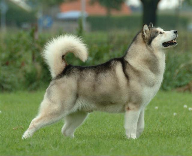 Alaskan Malamute 