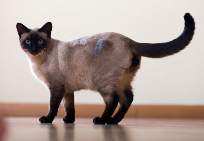 Ascites in cats: description, possible causes and characteristics of treatment