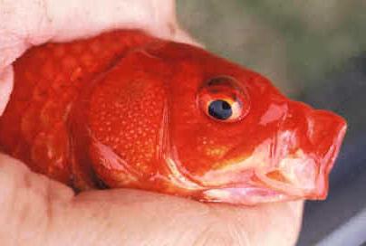 Diseases of goldfish