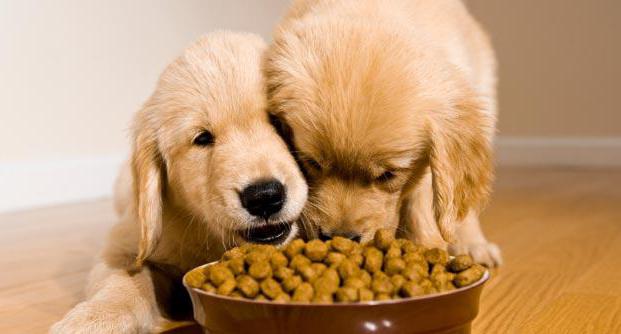 What is useful for dog food 