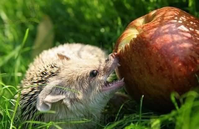 eating hedgehogs apples