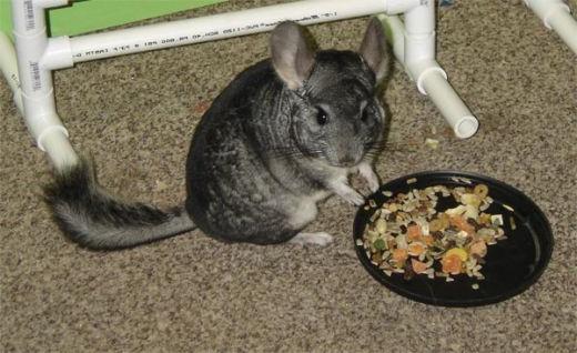 What does chinchilla eat: the most suitable foods