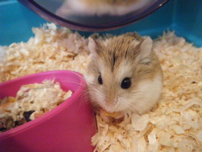 what can I give to a Syrian hamster 