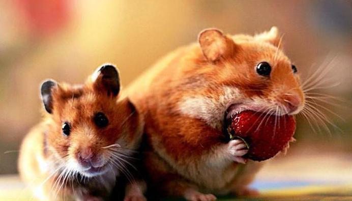 what can you give hamsters and what not? 