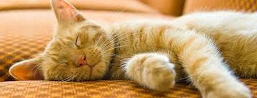 What dreams for cats: interesting research