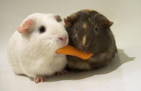 guinea pig does not eat