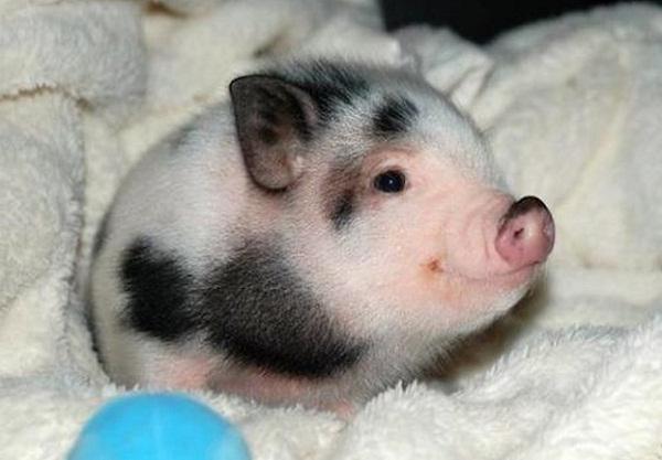 Domestic decorative pig: description, photo