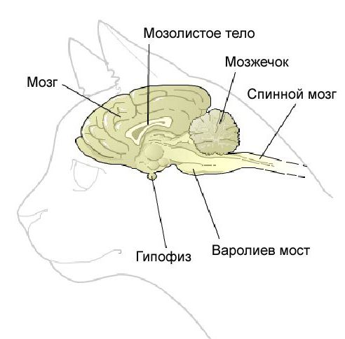 epilepsy in cats symptoms treatment