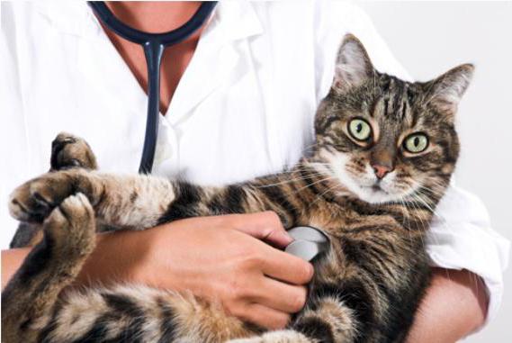 epilepsy in cats treatment of how to stop seizures