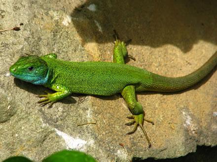 How and what to feed the lizard at home