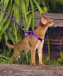 How to dress a harness on a cat: useful tips
