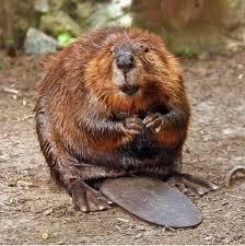 fur beaver reviews