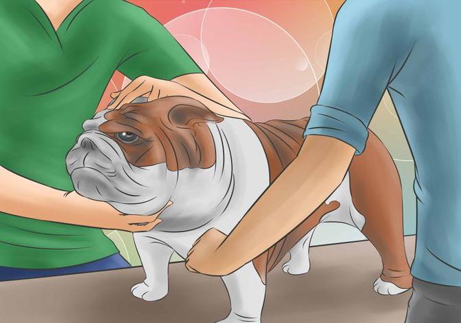 How to measure the temperature of a dog: the ways and versions of instruments