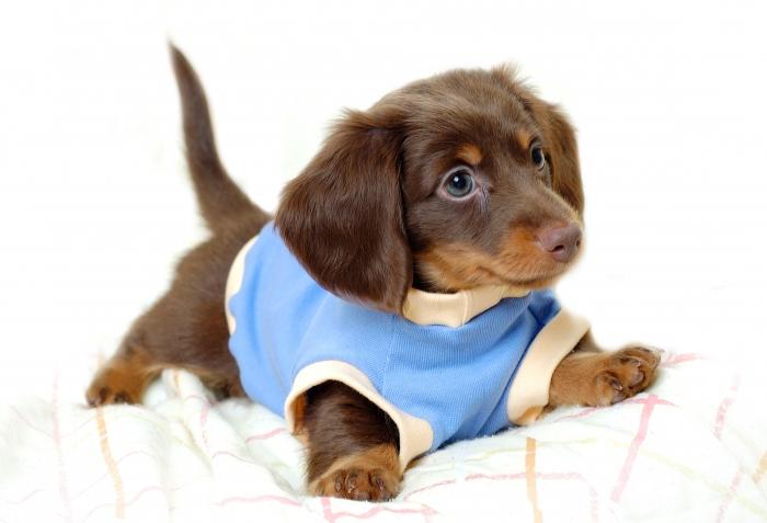 How to teach a puppy to a diaper - it should know every dog ​​breeder