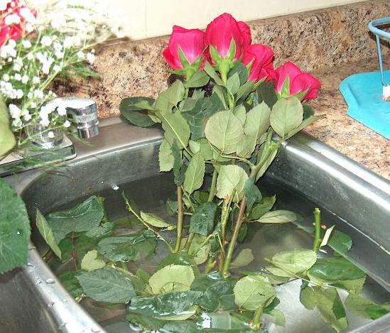 How to revive roses in the bathroom