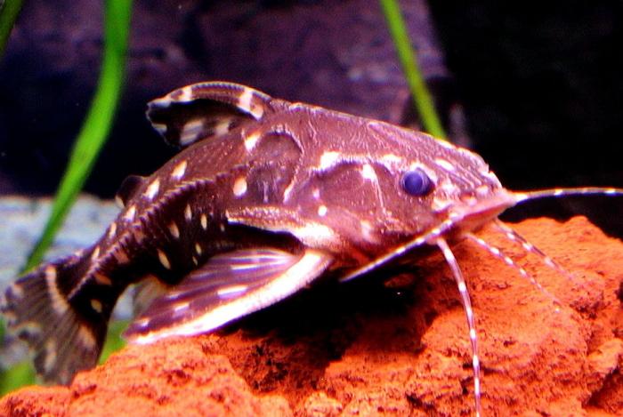 What are the types of aquarium catfish?