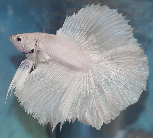 What are the most unpretentious aquarium fish?