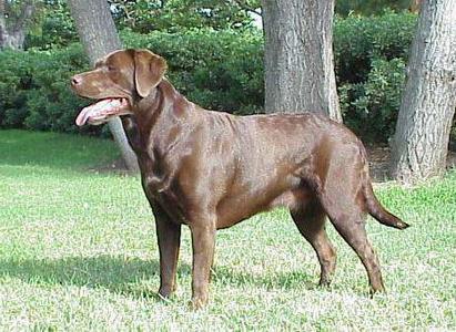 What are they - Labradors? Character, breed standard, ability to train