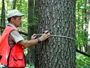 When do they celebrate Forest Day?