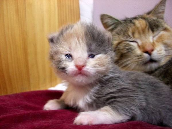 when the kittens open their eyes