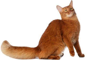 Cat Somali: photo. Somali cat: character, reviews